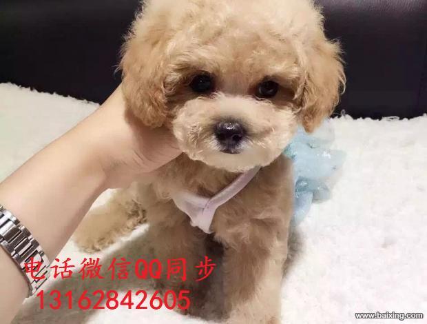 出售长不大的泰迪犬，幼犬，红色 白色 灰色